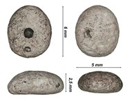Echinocyamus stellatus